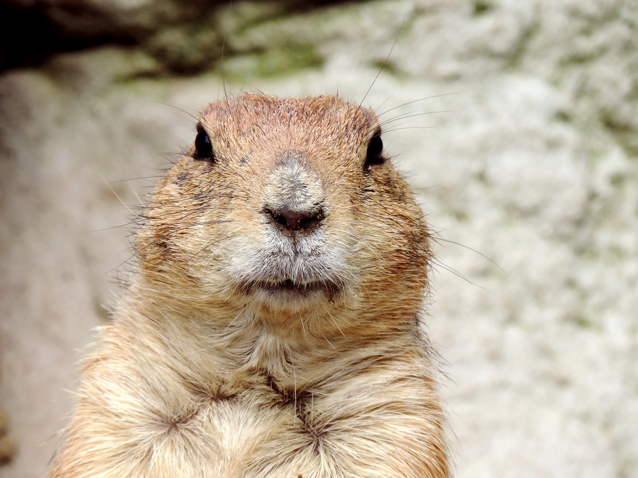 Sandhills Woman's Exchange Ground Hog